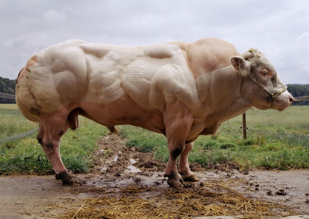 muscle cow